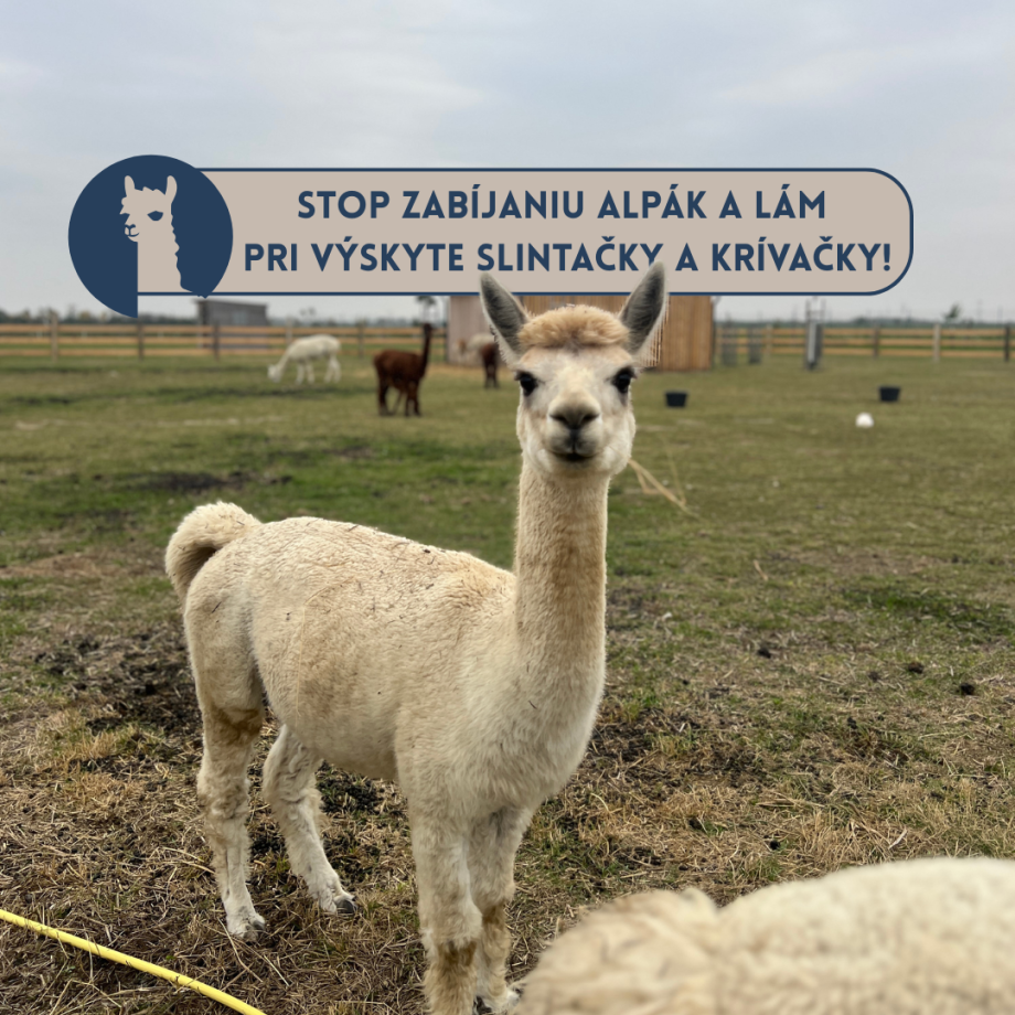🦙_STOP_zabíjaniu_alpák_a_lám_pri_výskyte_slintačky_a_krívačky!1.png