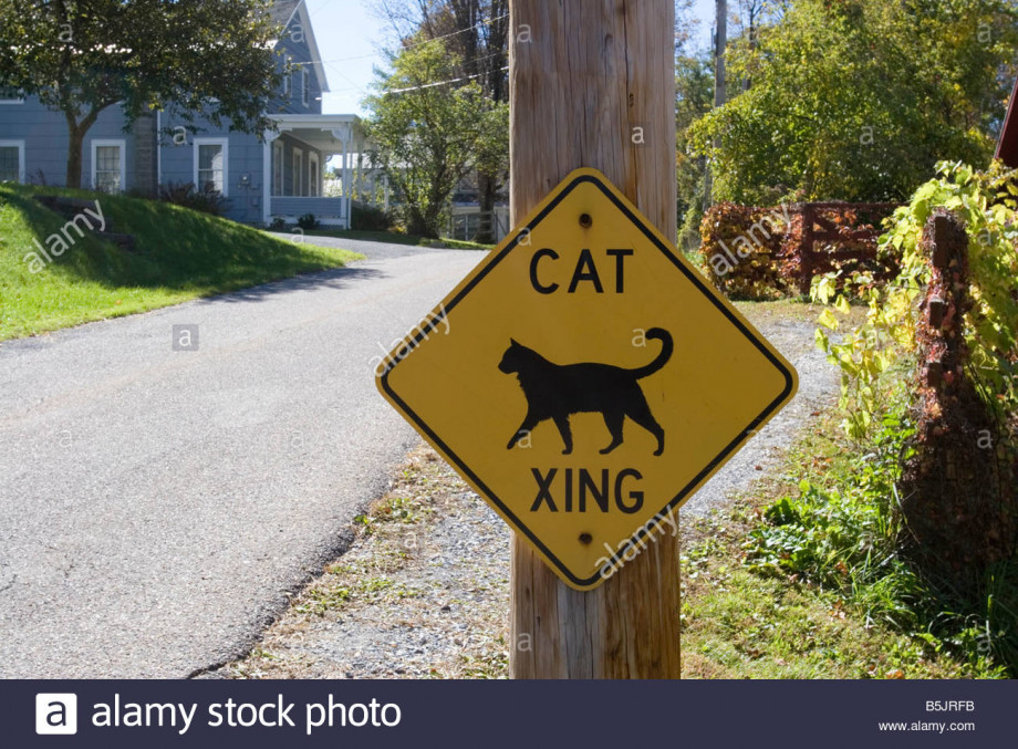 warning-road-sign-cat-crossing-in-north-bennington-vermont-B5JRFB.jpg